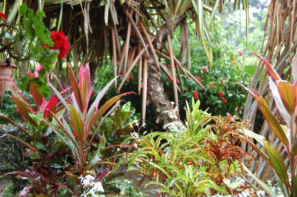 Casa Marcellino Lodge Cahuita Habitación foto